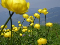 Tai Chi, Qigong, meditatie, qigong, taichi, bewegen voor ouderen